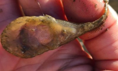A skilletfish found in Barnegat Bay, fall 2022. (Photo: Linda Peters, ReClam the Bay)