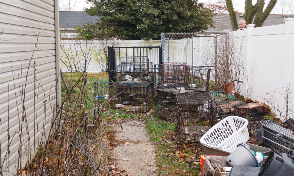 BRICK HOARDING CASE ANIMALS BEING PREPARED FOR ADOPTION AT OCEAN COUNTY  ANIMAL FACILITIES! – Ocean County Health Department