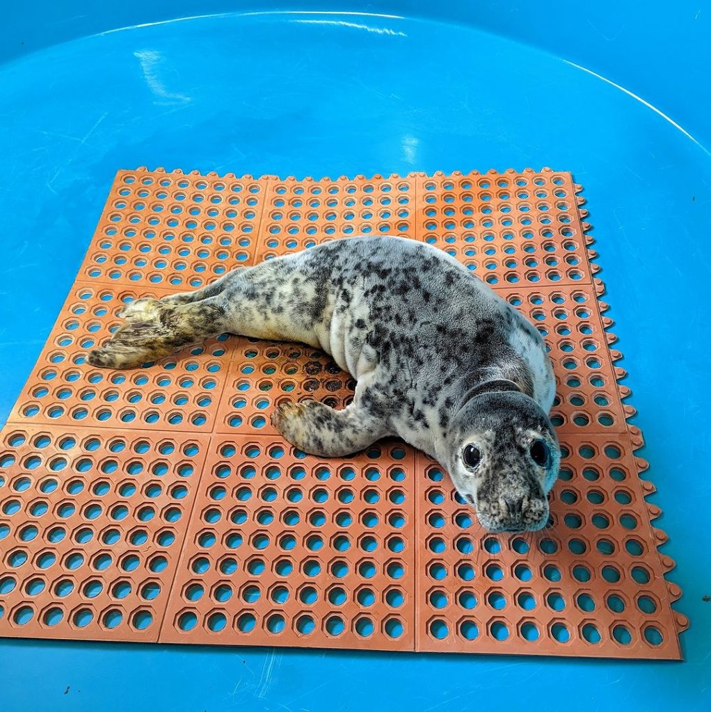 A seal pup rescued by Brick police officers, under the care of the Marine Mammal Stranding Center, Feb. 2023. (Photo: MMSC)