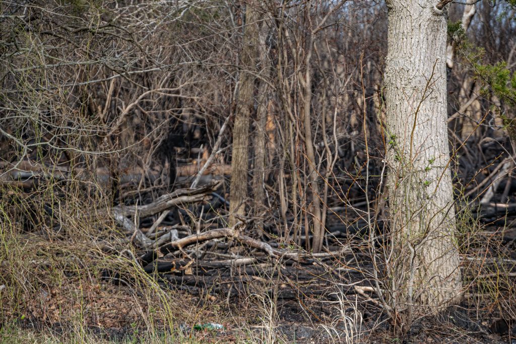 Marshland singed by a brush fire, April 11, 2023, in Brick Township, N.J. (Photo: Shorebeat)