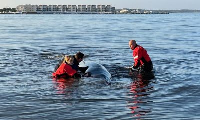Volunteers help refloat a minke whale that had become stranded behind Island Beach State Park in Barnegat Bay, Oct. 1-7, 2023. (Photo: Marine Mammal Stranding Center)