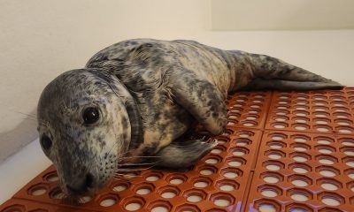 A seal pup rescued from a street in Point Pleasant Beach during a nor'easter recovers at the Marine Mammal Stranding Center, Brigantine, N.J., Jan. 25, 2024. (Courtesy: MMSC)