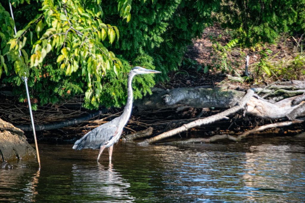 A heron stands near a garden in the Metedeconk River in Brick Township. (Photo: Shorebeat)