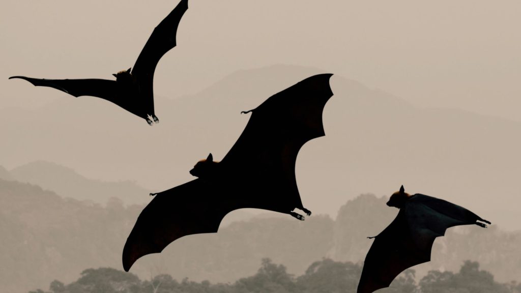 Bats (Illustration: Ocean County Library)