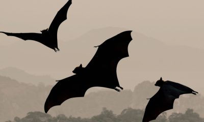 Bats (Illustration: Ocean County Library)