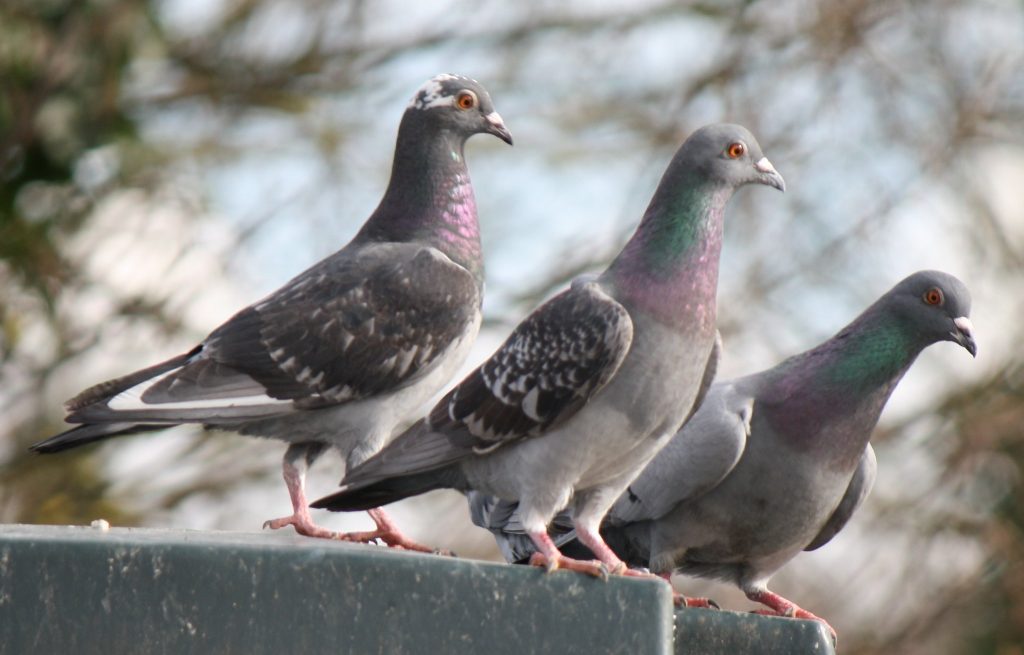 Pigeons. (Credit: jans canon/ Flickr/ Creative Commons)