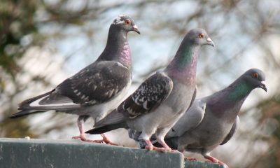 Pigeons. (Credit: jans canon/ Flickr/ Creative Commons)