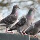 Pigeons. (Credit: jans canon/ Flickr/ Creative Commons)