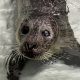 A seal rescued from the beach in Mantoloking Dec. 30, 2024. (Photo: Marine Mammal Stranding Center)