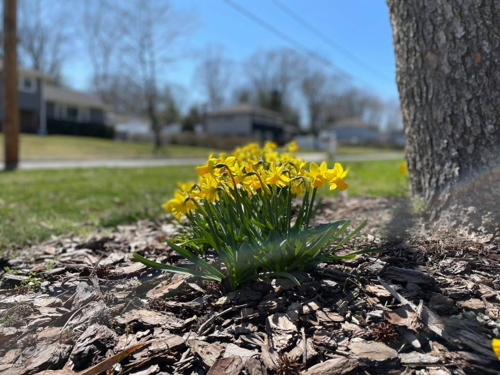 Flowers grow beneath a tree in early spring in Brick Township. (Photo: Shorebeat)