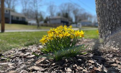 Flowers grow beneath a tree in early spring in Brick Township. (Photo: Shorebeat)