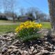 Flowers grow beneath a tree in early spring in Brick Township. (Photo: Shorebeat)