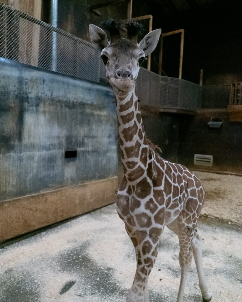 A new baby giraffe, 'Coral,' walks in her pen at Six Flags Great Adventure, Jackson, N.J., Feb. 2025. (Credit: Six Flags)