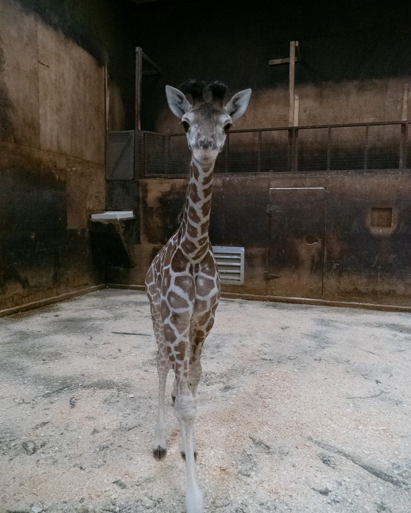 A new baby giraffe, 'Coral,' walks in her pen at Six Flags Great Adventure, Jackson, N.J., Feb. 2025. (Credit: Six Flags)