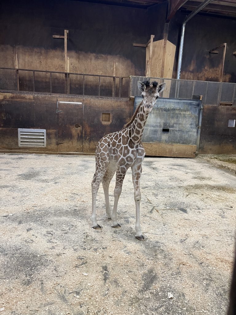 A new baby giraffe, 'Coral,' walks in her pen at Six Flags Great Adventure, Jackson, N.J., Feb. 2025. (Credit: Six Flags)