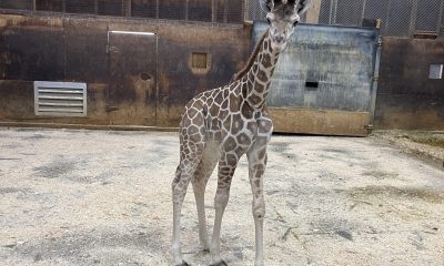 A new baby giraffe, 'Coral,' walks in her pen at Six Flags Great Adventure, Jackson, N.J., Feb. 2025. (Credit: Six Flags)