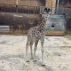 A new baby giraffe, 'Coral,' walks in her pen at Six Flags Great Adventure, Jackson, N.J., Feb. 2025. (Credit: Six Flags)