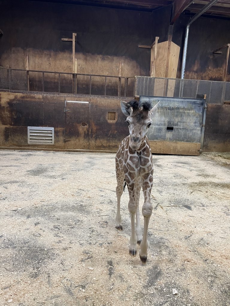 A new baby giraffe, 'Coral,' walks in her pen at Six Flags Great Adventure, Jackson, N.J., Feb. 2025. (Credit: Six Flags)