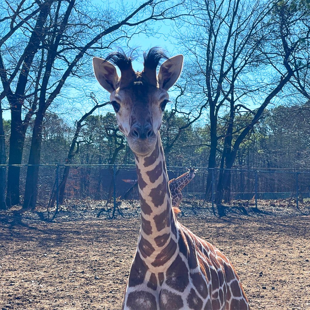 Coral the giraffe at Six Flags Great Adventure, March 2025. (Photo: Six Flags)