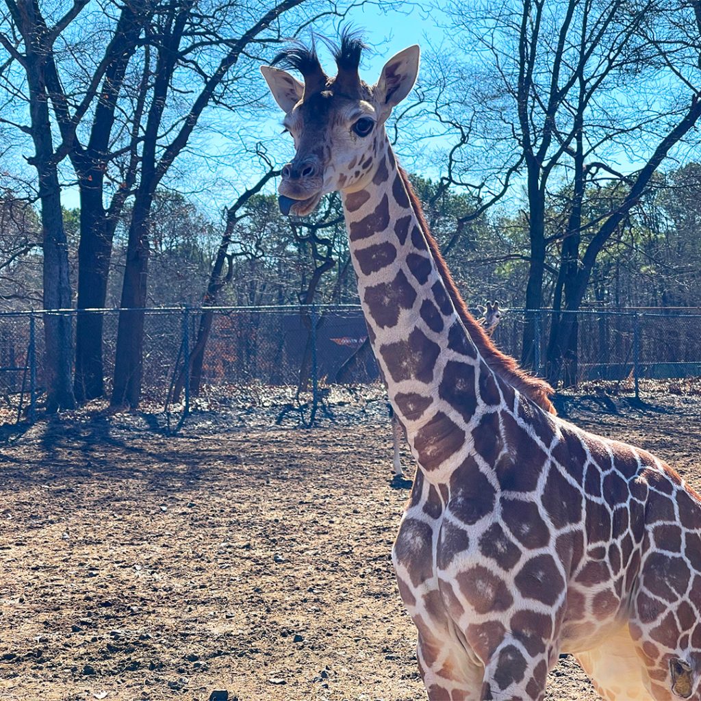 Coral the giraffe at Six Flags Great Adventure, March 2025. (Photo: Six Flags)